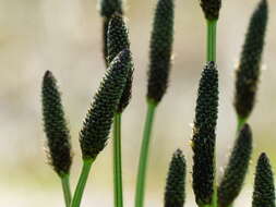 Image of Ribwort Plantain