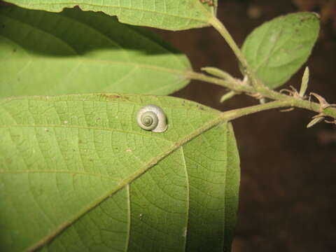 Image of <i>Leptopoma aspirans</i> Benson 1856