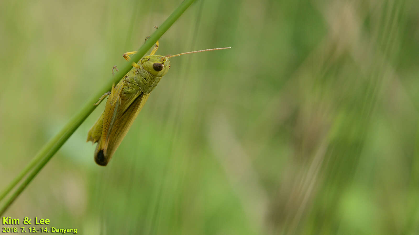 Image of Stethophyma magister (Rehn & J. A. G. 1902)