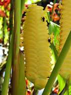 Image of rattlesnake plant