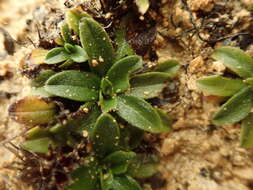 Image of Myosotis colensoi (Kirk) Macbr.