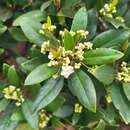 Image of Ilex canariensis subsp. canariensis