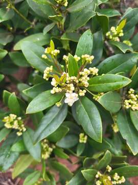 Image of Ilex canariensis subsp. canariensis