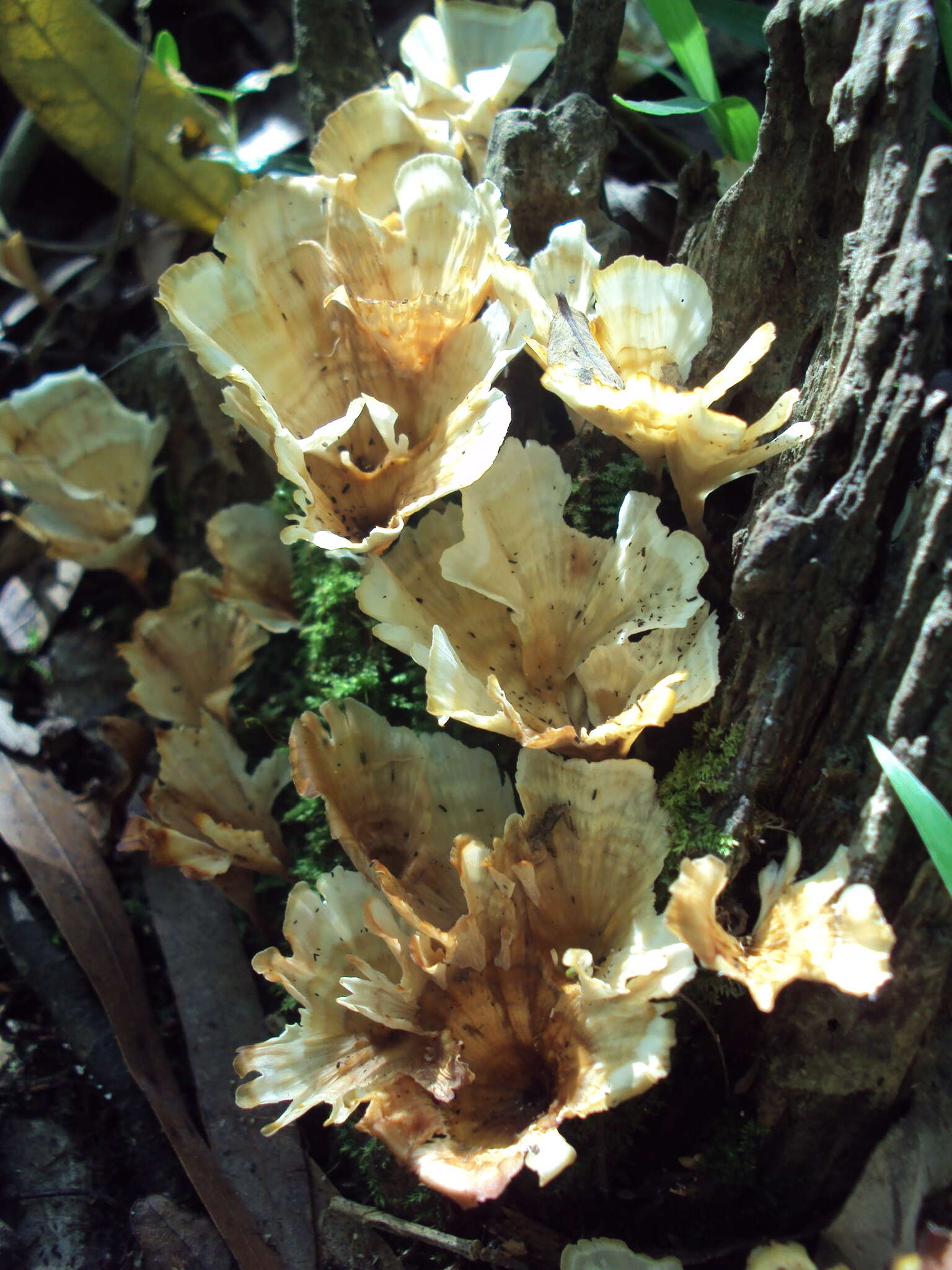 Image de Cotylidia aurantiaca (Pat.) A. L. Welden 1958