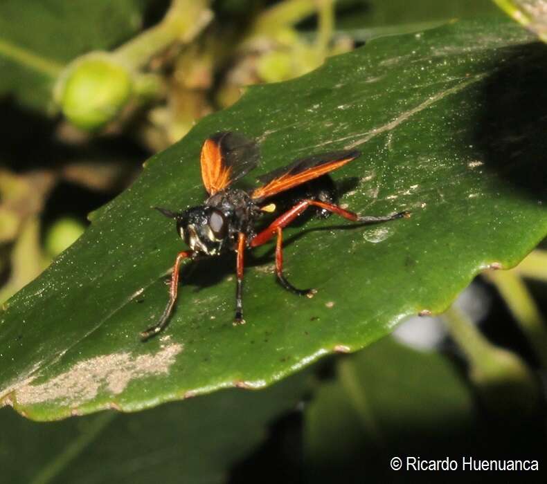 Image of Physoconops tentenvilu Baharona-Segovia 2020