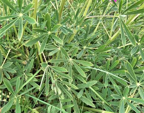 Image of sicklekeel lupine