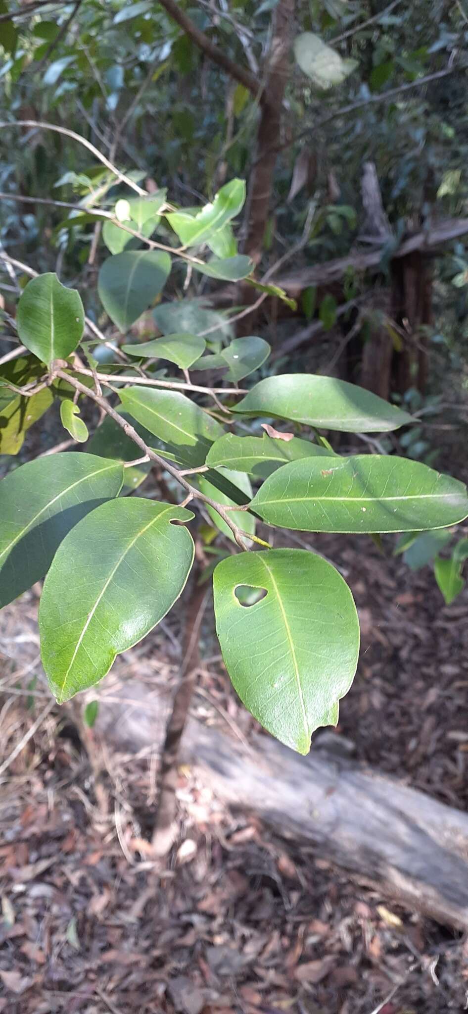 Image of Geijera salicifolia Schott