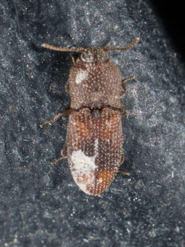 Image of <i>Rismethus scobinula</i>