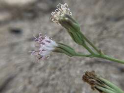 Image of Palafoxia linearis (Cav.) Lag.