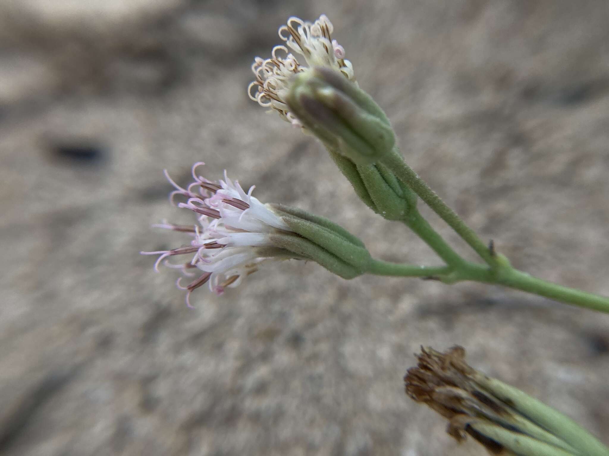 Plancia ëd Palafoxia linearis (Cav.) Lag.