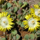 Image de Aloinopsis loganii (L. Bol.) L. Bol.