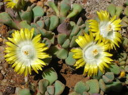 Image of Aloinopsis loganii (L. Bol.) L. Bol.