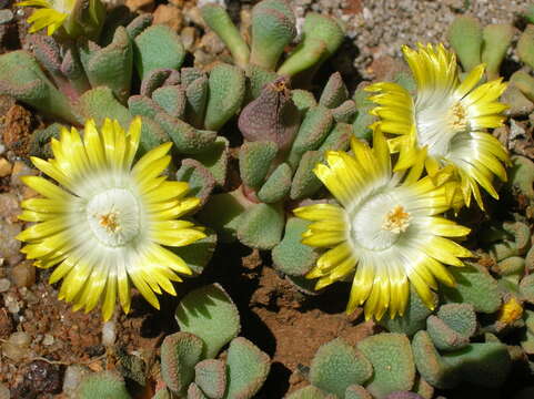 صورة Aloinopsis loganii (L. Bol.) L. Bol.