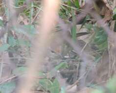 Image of Manchurian Bush Warbler