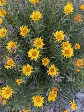 Imagem de Pentanema ensifolium (L.) D. Gut. Larr., Santos-Vicente, Anderb., E. Rico & M. M. Mart. Ort.