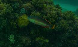 Image of Redband wrasse