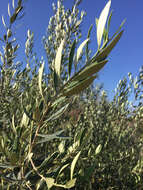 Image of olive tree