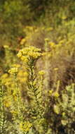 Image of Helichrysum callicomum Harv.