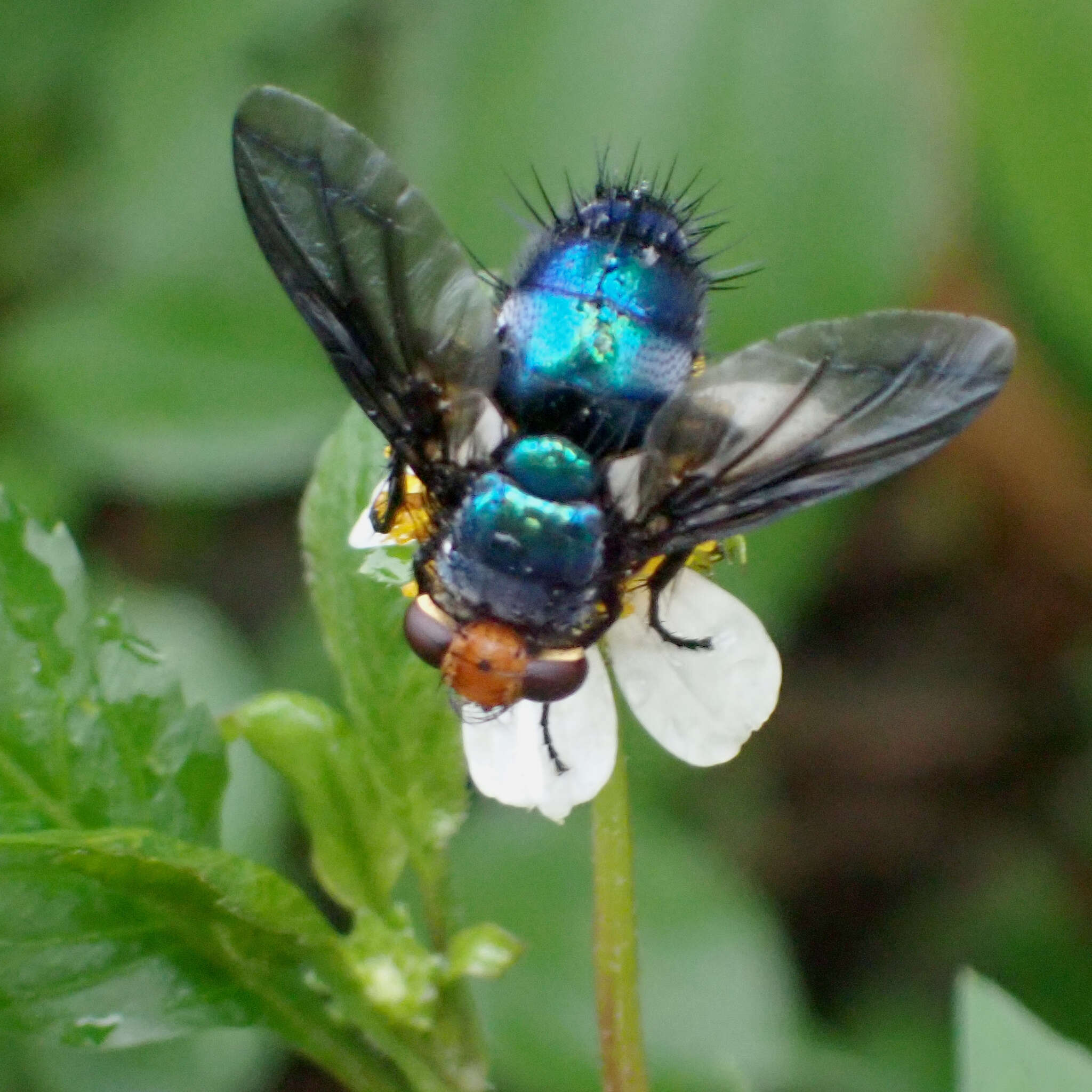 Sivun Silbomyia cyanea (Matsumura 1916) kuva