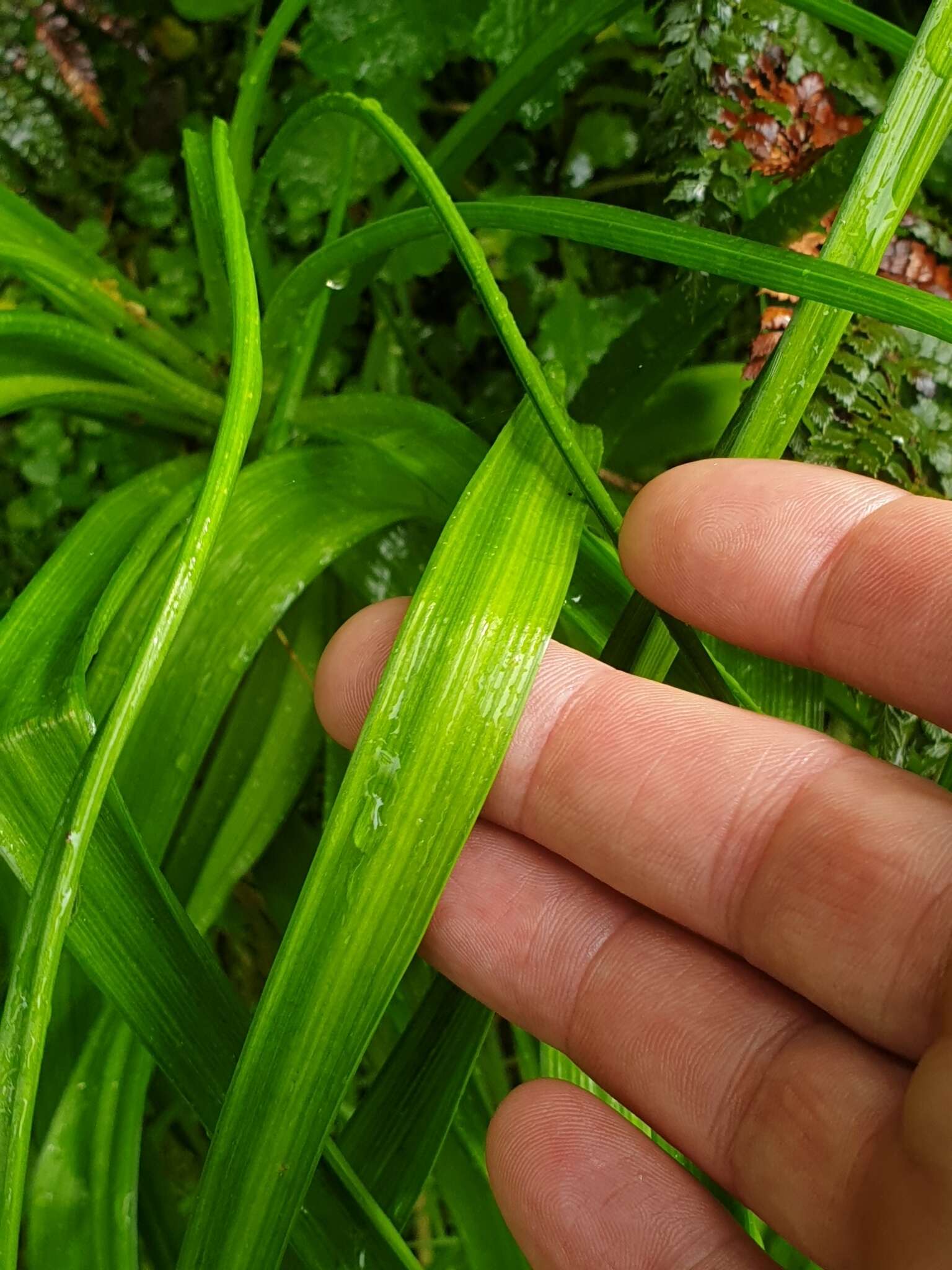 Image of Bulbinella gibbsii var. balasifera L. B. Moore