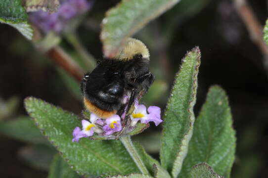 Imagem de Bombus bellicosus Smith 1879