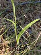 Platanthera pallida P. M. Br. resmi