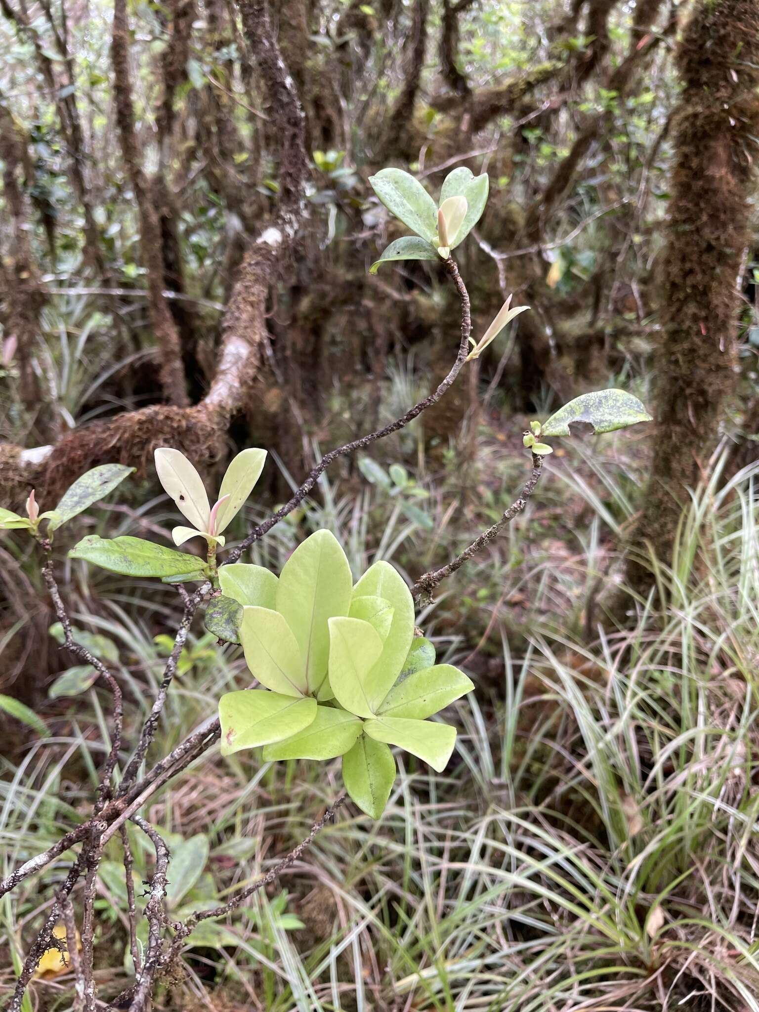 Image of Kauai Colicwood