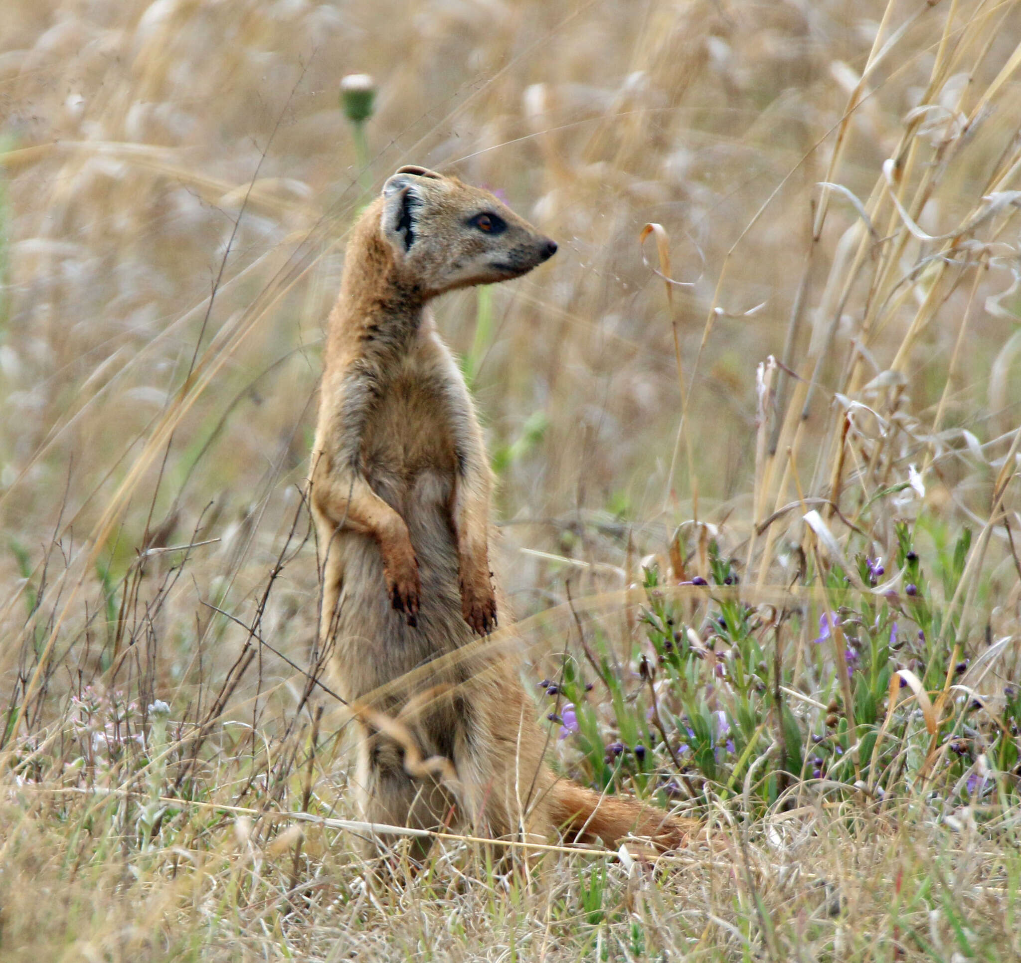 Image of Yellow Mongoose