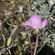 Imagem de Clarkia gracilis (Piper) A. Nels. & J. F. Macbr.