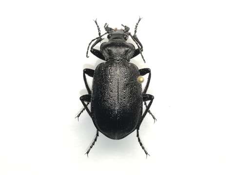 Imagem de Calosoma (Caminara) denticolle Gebler 1833