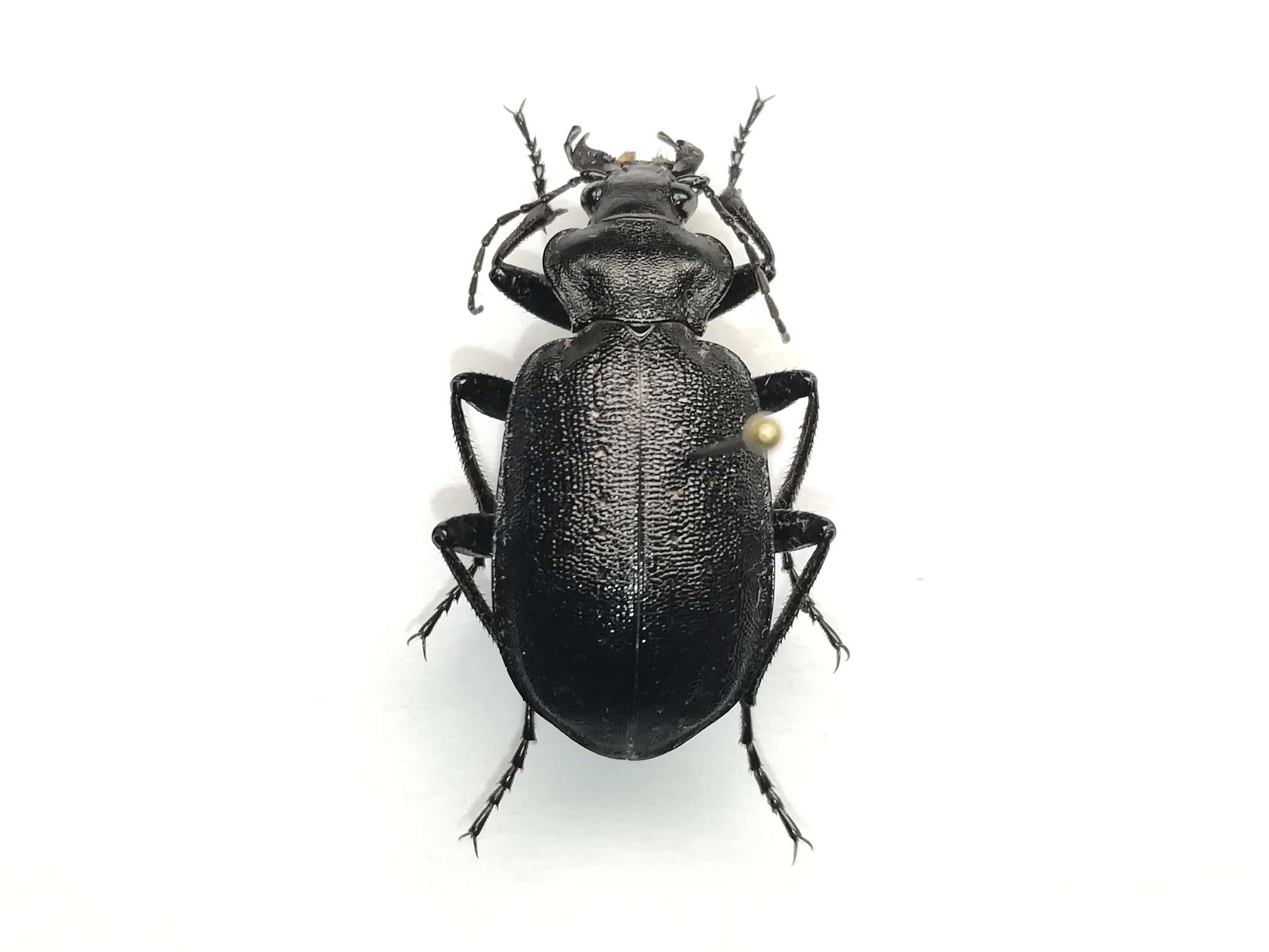 Слика од Calosoma (Caminara) denticolle Gebler 1833