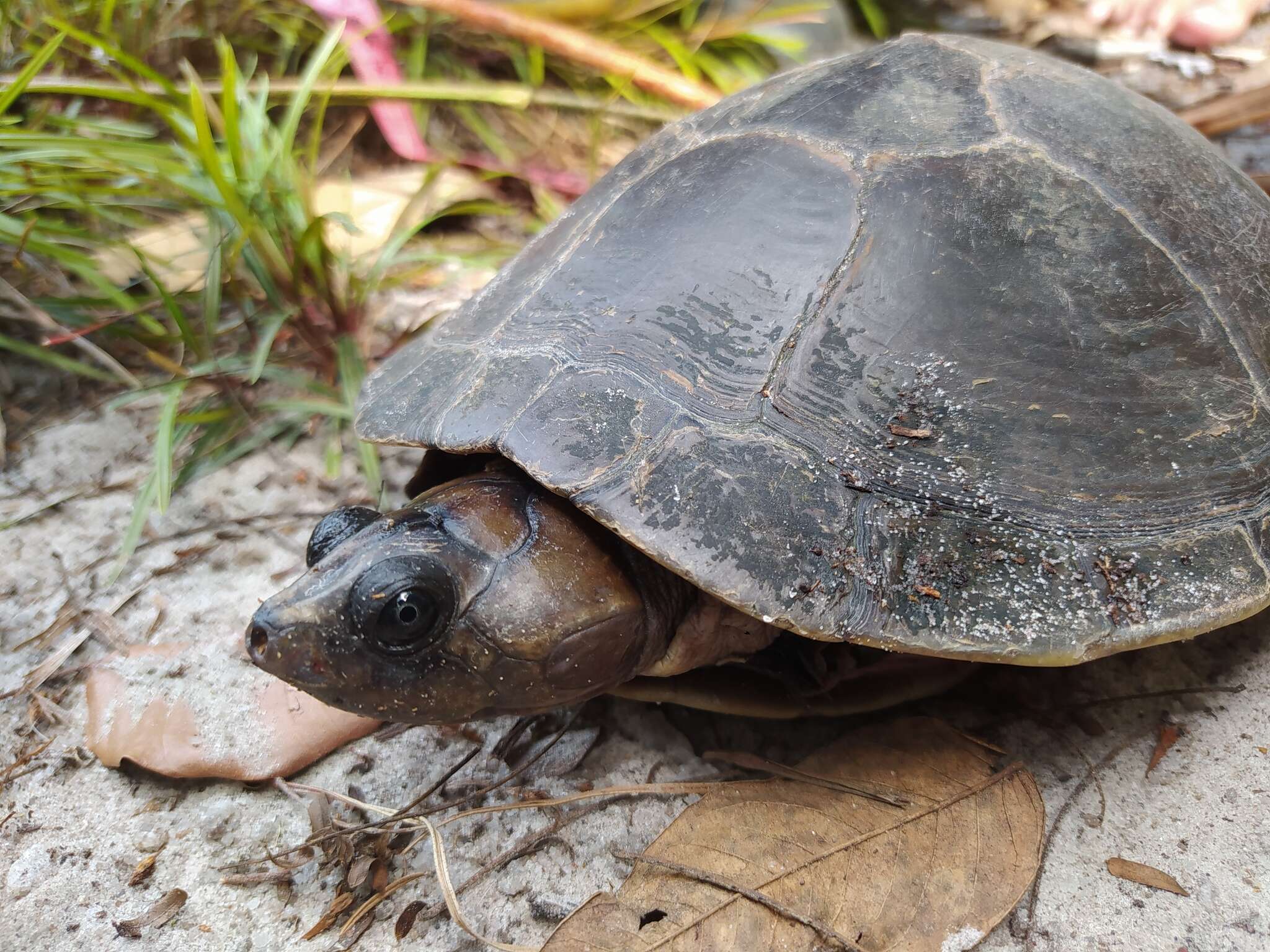 Image of Red-headed Amazon River Turtle