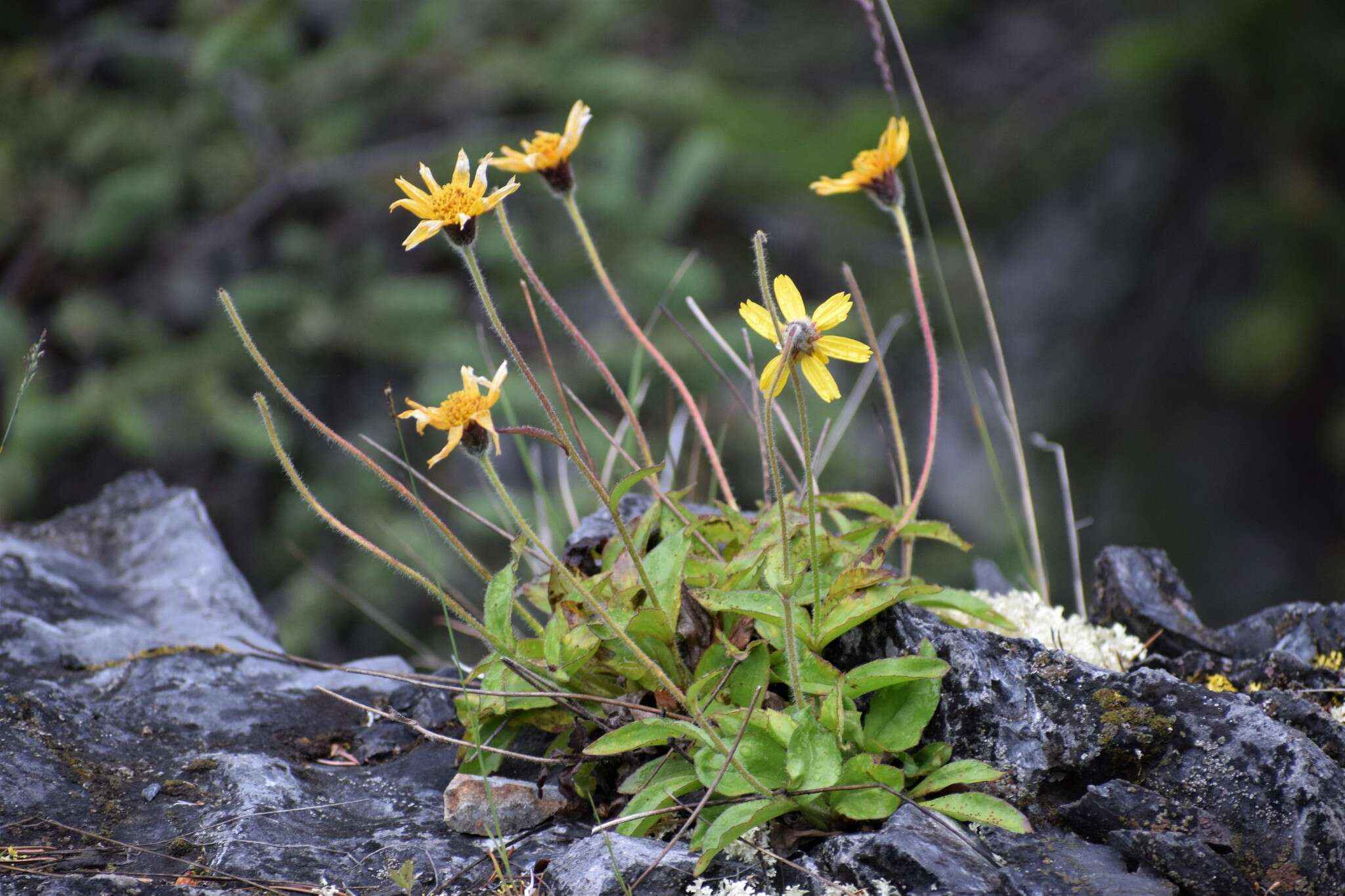 Image of snow arnica