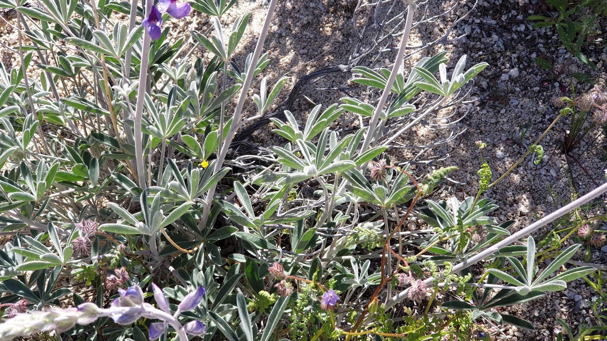 Imagem de Lupinus excubitus var. medius (Jeps.) Munz