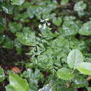 Ligusticum calderi Mathias & Constance resmi