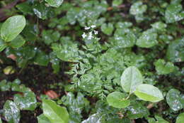 Image de Ligusticum calderi Mathias & Constance