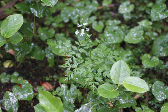 Слика од Ligusticum calderi Mathias & Constance