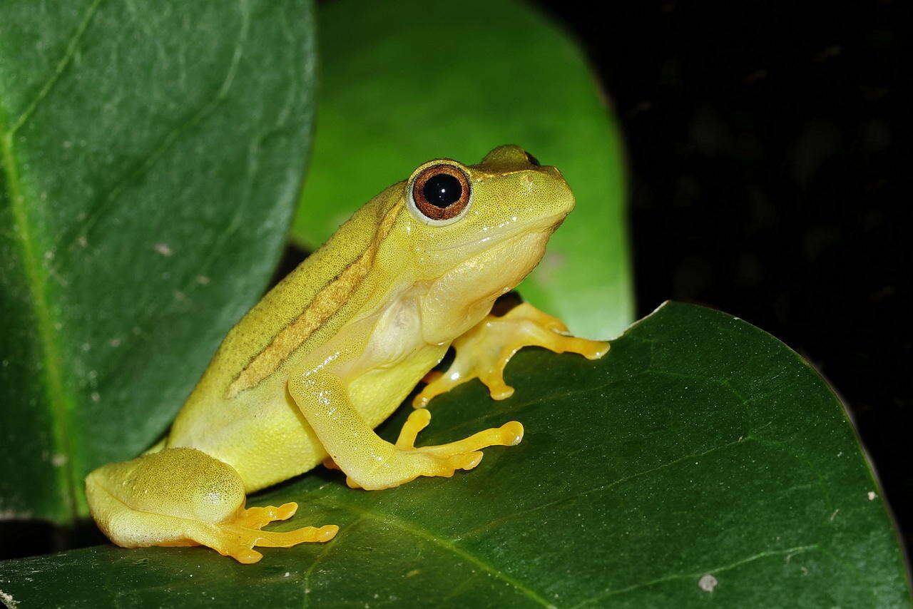 Image of Yellow-striped Reed Frog