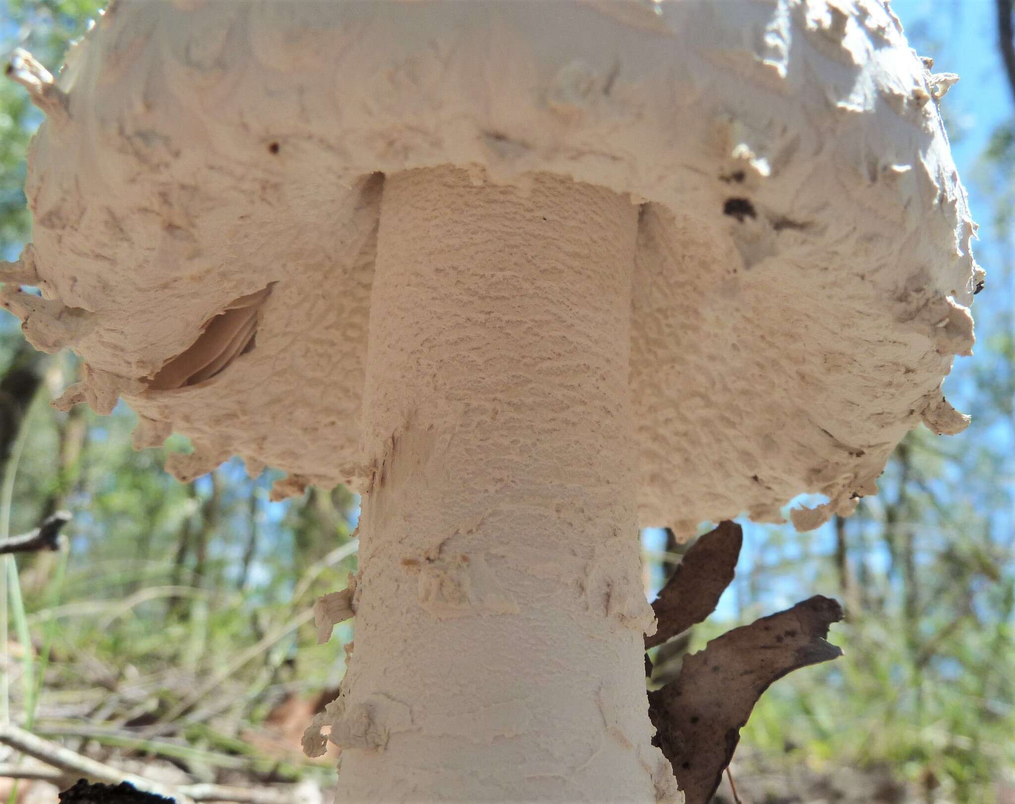 Image of Amanita pyramidifera D. A. Reid 1978