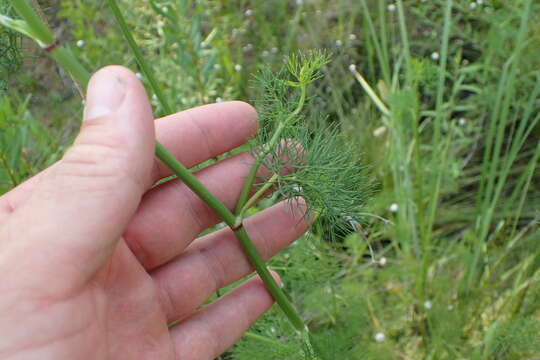 Image of ribbed mock bishopweed