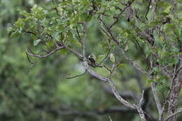 Image of Black-backed Barbet