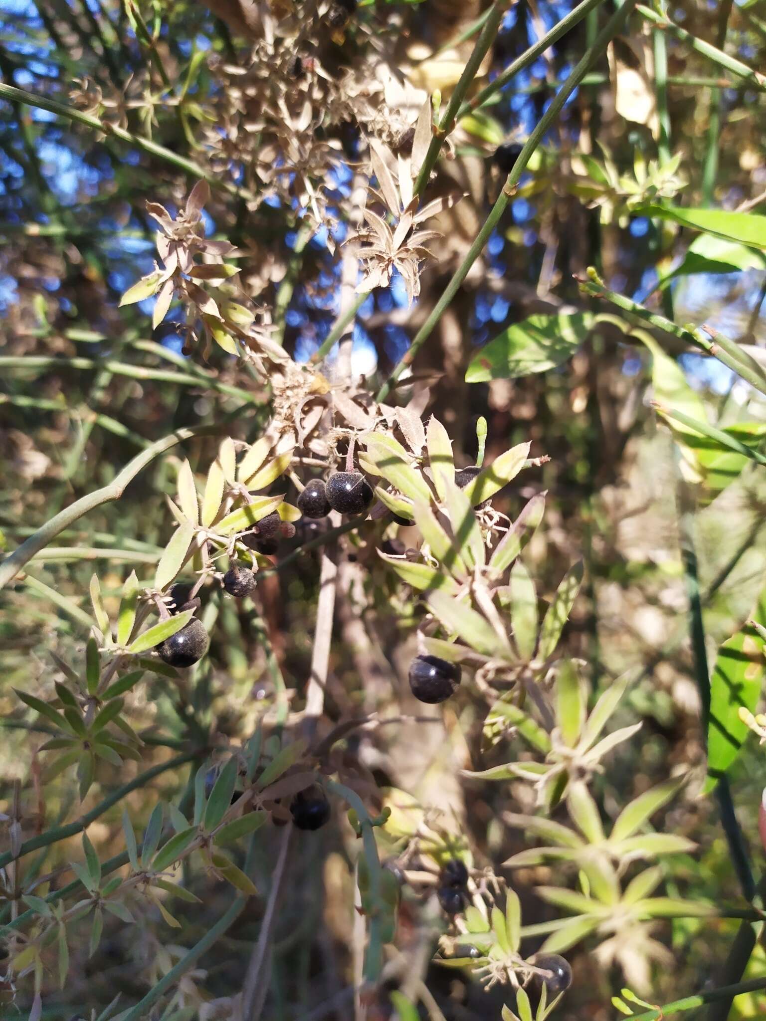 Sivun Rubia tenuifolia d'Urv. kuva