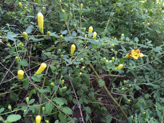 Image of largeflower yellow false foxglove