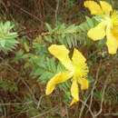 Image of Hypericum styphelioides subsp. styphelioides