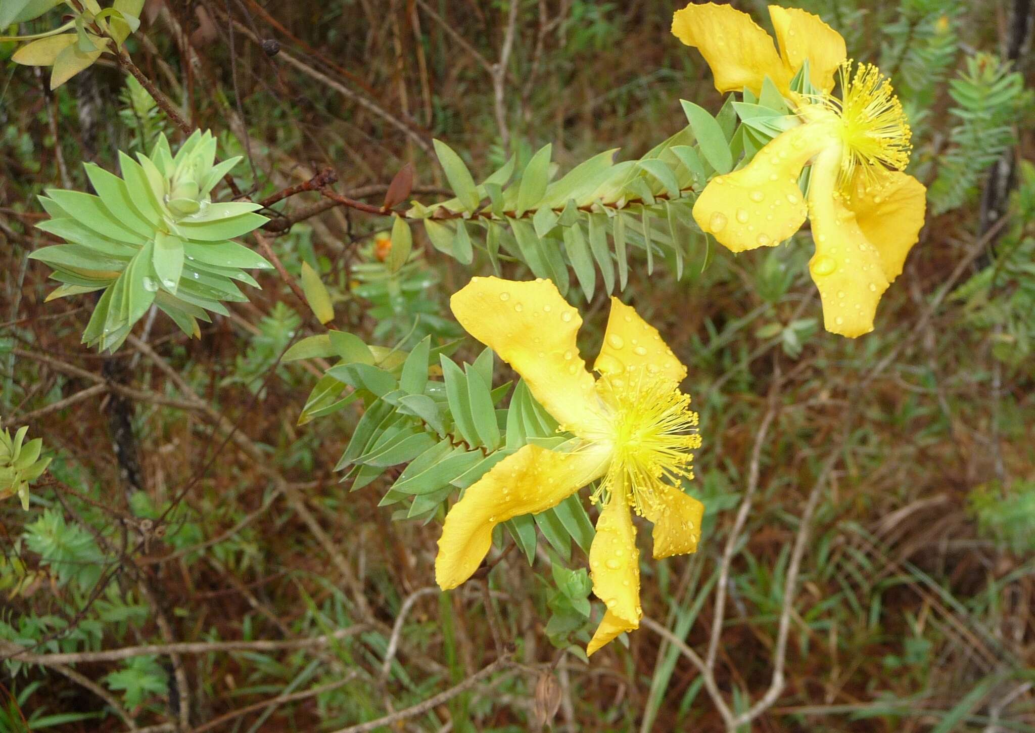 Image of Hypericum styphelioides subsp. styphelioides