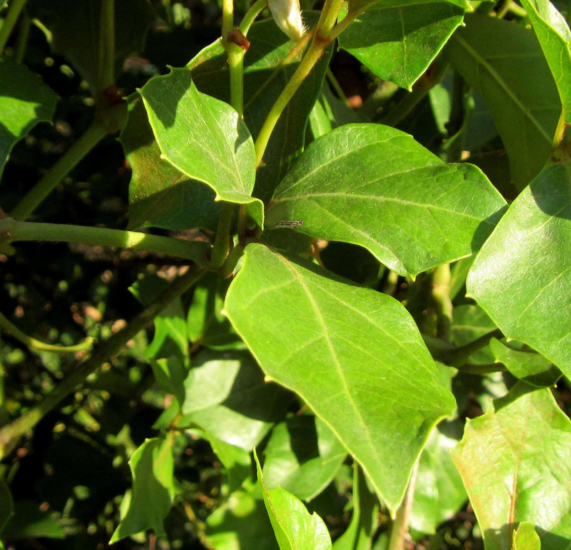 Plancia ëd Rhoicissus rhomboidea (E. Mey. ex Harv.) Planch.