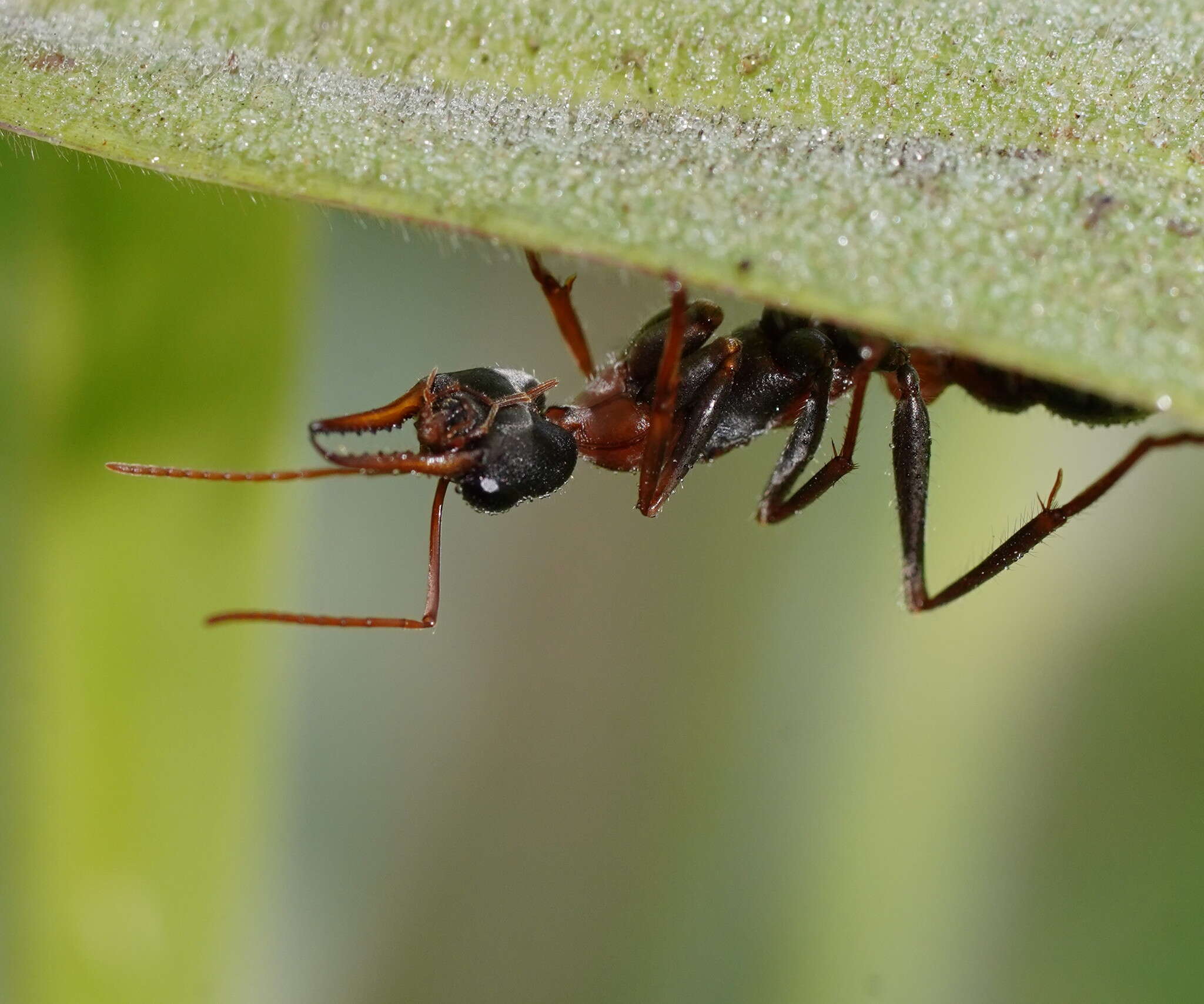 صورة Myrmecia nigrocincta Smith 1858