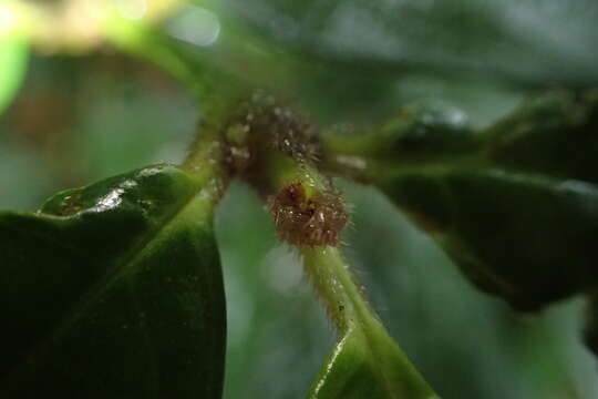 Image of Lasianthus trichophlebus Hemsl.