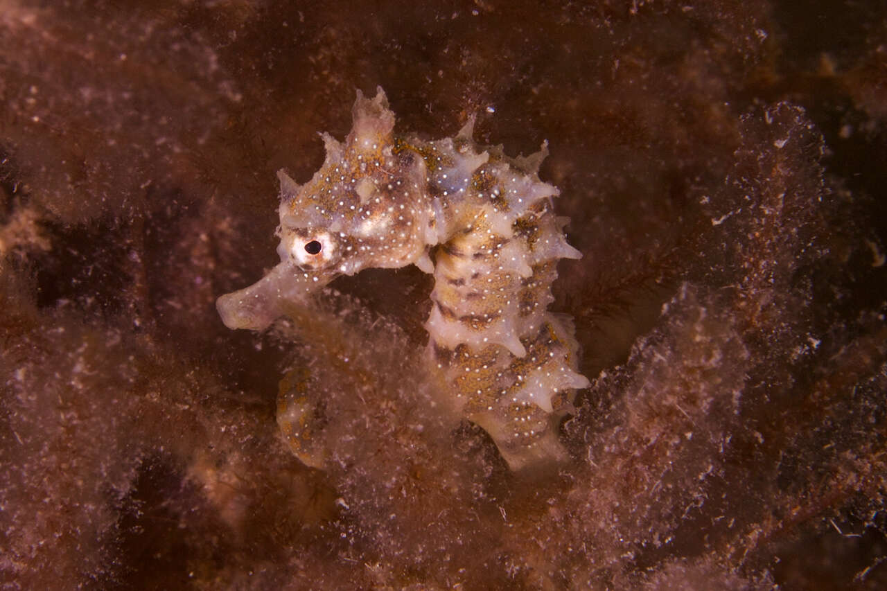 Image of Knobby Seahorse