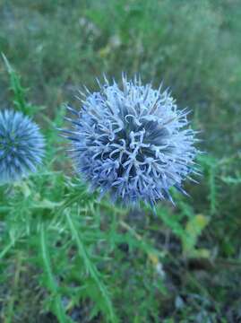 Image of Echinops armatus Stev.